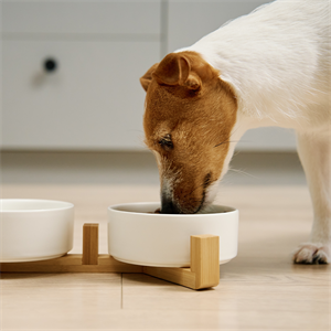 Zanahoria para perros: beneficios que sí suman