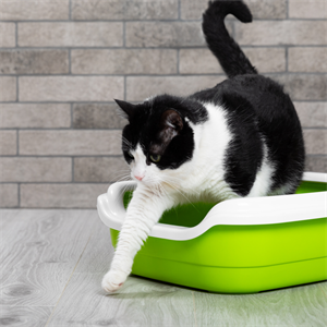 Arándanos y salud urinaria en gatos: cómo cuidarlos