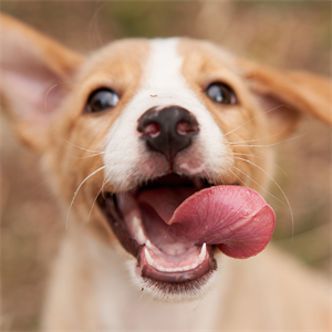 Cómo saber si tu perro es feliz contigo