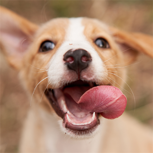 Cómo saber si tu perro es feliz contigo