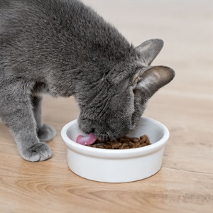 Alimento húmedo para gatos: hidratación y bienestar