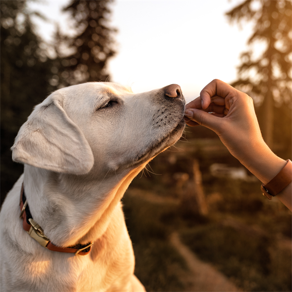 Omega 3 y 6 para perros: mejora su pelaje y salud digestiva
