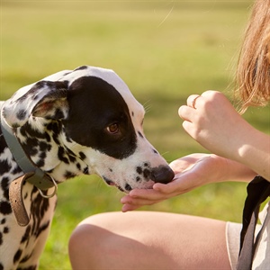 Nutriss Sabe: cómo hacer que tu perro disfrute cada comida