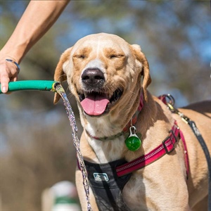 Mantas refrigerantes para perros: cómo funcionan