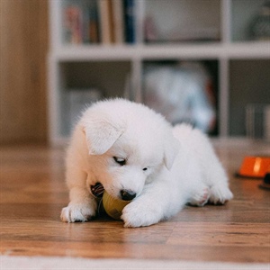 Alimento con DHA para cachorros: desarrollo y bienestar