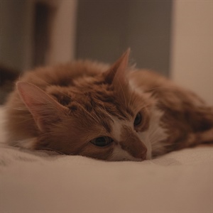Nutriss Sabe: por qué algunos gatos dejan comida en el plato
