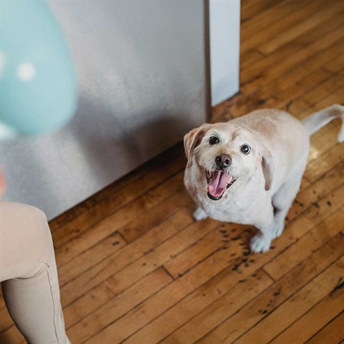 Nutriss Al Natural: alimentación premium para tu perro