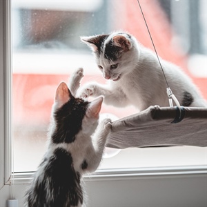 Curiosidades felinas: Respuesta de Flehmen en gatos