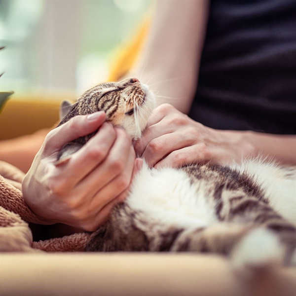 Cómo los gatos viven la pérdida: señales y cuidados