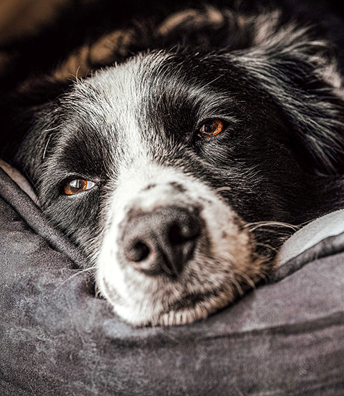 ¿Tu perro está cansado? Cómo recuperar su vitalidad
