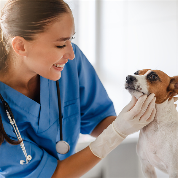 Laringitis en perros: síntomas y cómo cuidarlo