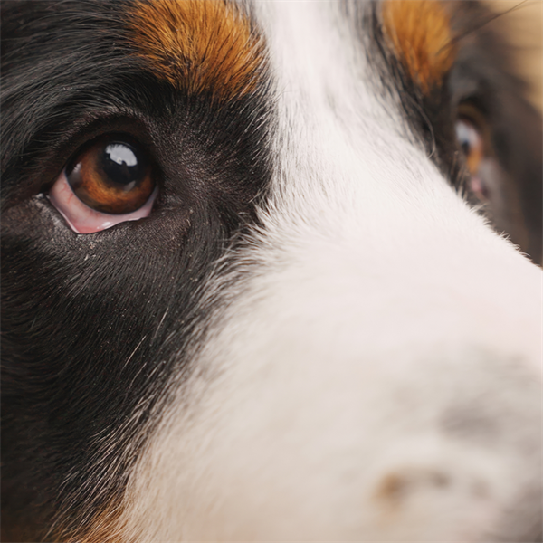 Síndrome de Horner en perros: causas y señales