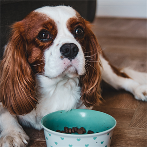 Pancreatitis en perros: síntomas y cómo prevenirla