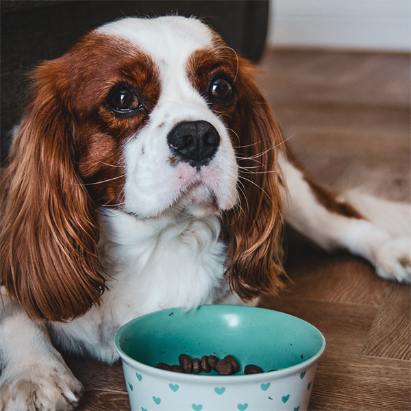 Pancreatitis en perros: síntomas y cómo prevenirla
