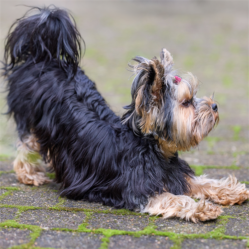 Por qué tu perro se estira al saludarte y qué significa