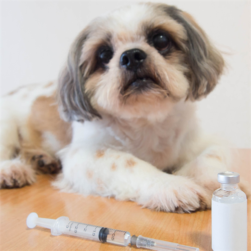 Diabetes en perros: síntomas y cuidados clave