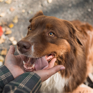 ¿Los perros juzgan a las personas? Así nos perciben