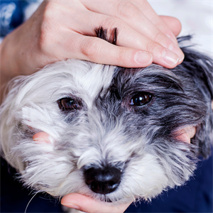 Epilepsia en perros: síntomas y cómo actuar