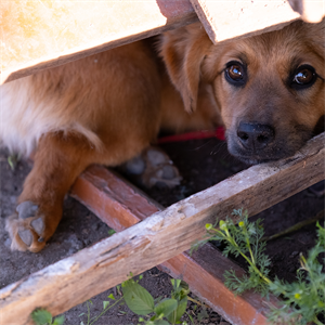 Terremotos y perros: cómo protegerlos en una emergencia