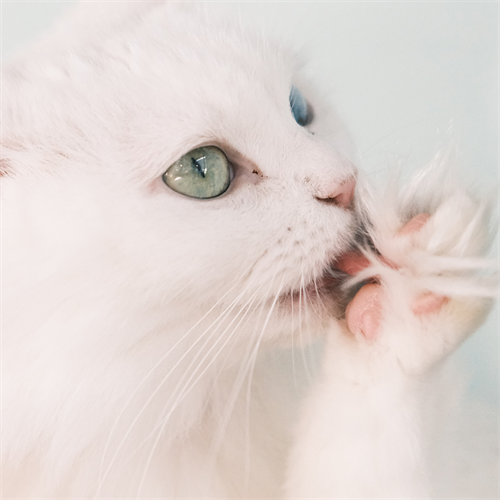 ¿Los gatos sudan? Así regulan su temperatura