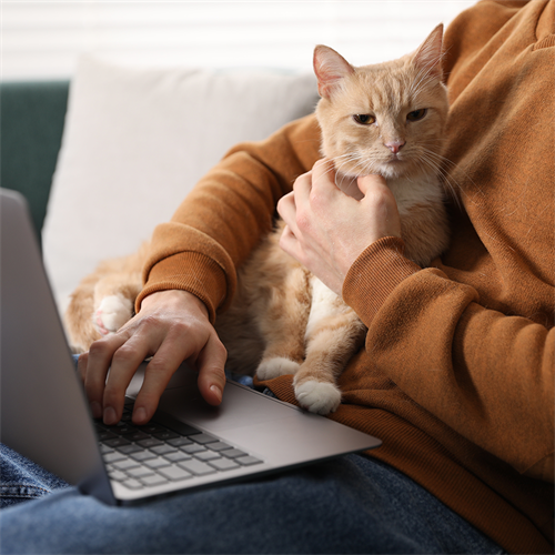 ¿Por qué tu gato te sigue a todas partes?