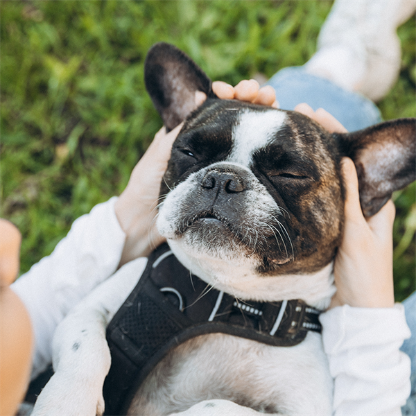 Memoria de los perros: cómo recuerdan y aprenden