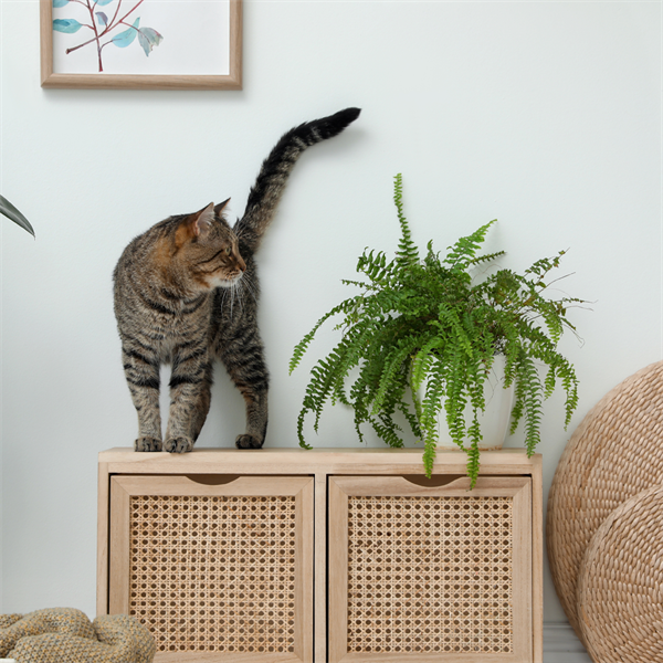 Gatos zoomies: ¿por qué corren de repente?