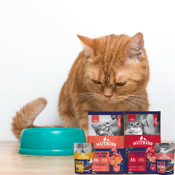 Cómo mezclar alimento seco y húmedo para gatos