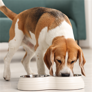 Mezclar alimento seco y húmedo para perros: guía Nutriss