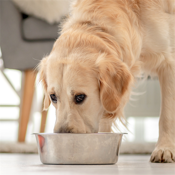 ¿Nutriss es bueno? Cómo elegir para tu perro