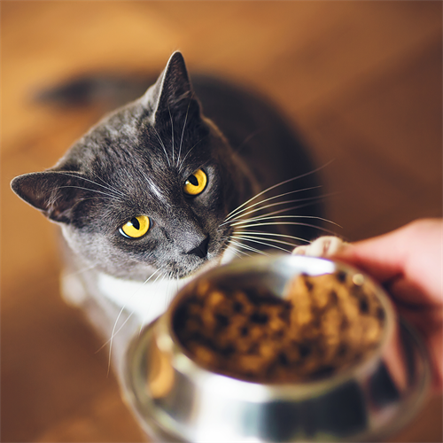 ¿Cuánto Nutriss debe comer tu gato? Guía de porciones