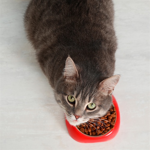 Dudas frecuentes sobre Nutriss para gatos