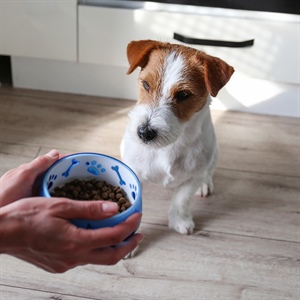 ¿Qué tipo de Dog Lover eres? Cuida su alimentación