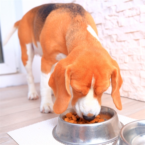 Salud digestiva en perros: por qué es tan importante