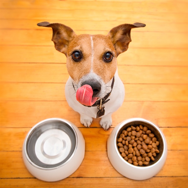 Proteína para perros: cantidad vs. calidad
