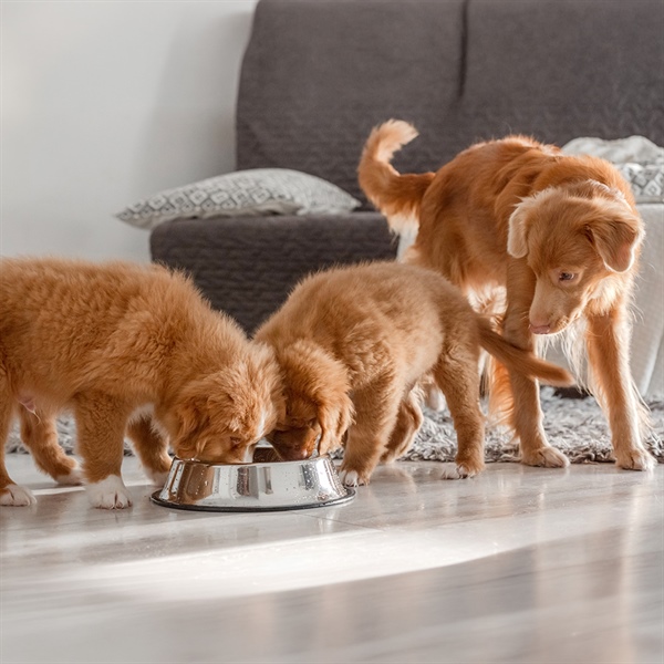 Nutrición a largo plazo en perros: qué significa