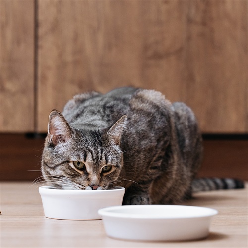 Alimenta su mente: juegos de comida para gatos