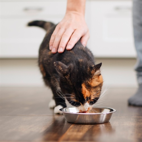 Krill antártico para gatos: ¿qué beneficios aporta?