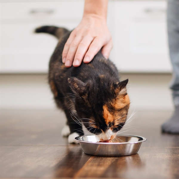 Krill antártico para gatos: ¿qué beneficios aporta?