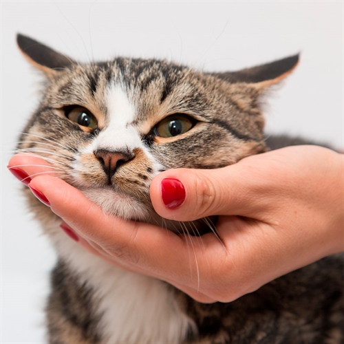 Gingivitis en gatos: señales y cuidados dentales