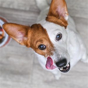 ¿Los perros pueden saborear su comida? Esto dice la ciencia