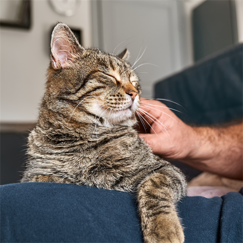 Cómo ser la persona favorita de tu gato