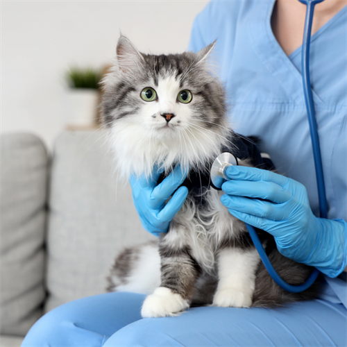 Rabia en gatos: cómo prevenirla y reconocer sus señales