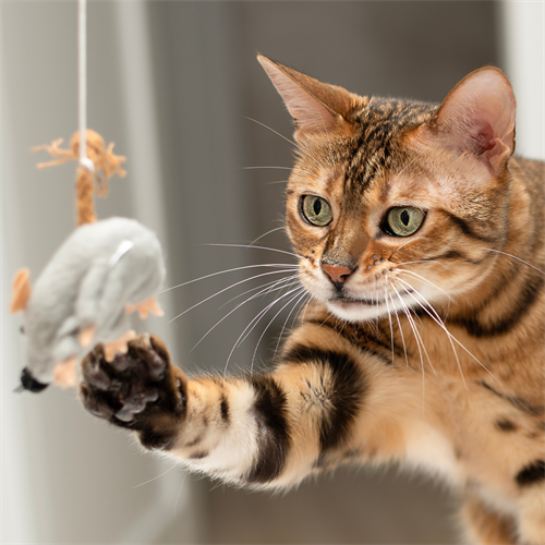 Instinto de caza en gatos: entiende su naturaleza felina