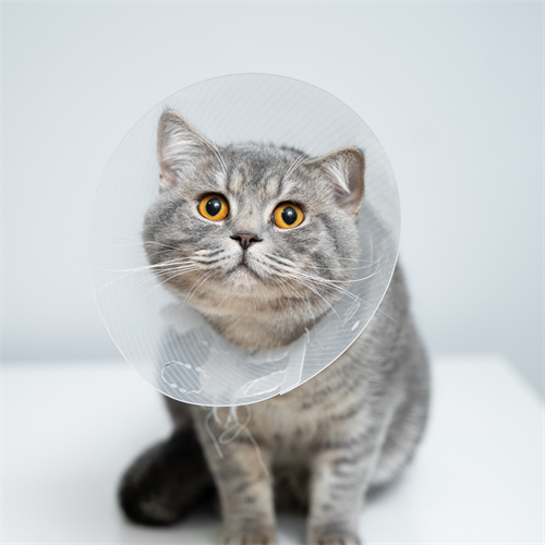 Moquillo en gatos: síntomas, prevención y cuidados