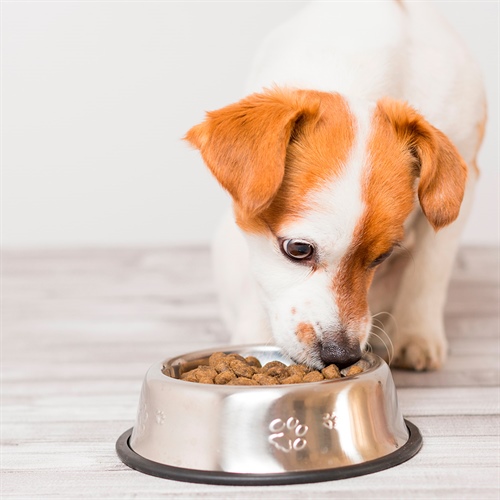 Nutriss TRIBALANCE Cachorros: alimentación y porciones