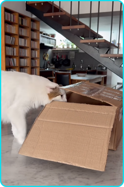 diego trujillo con su gato 