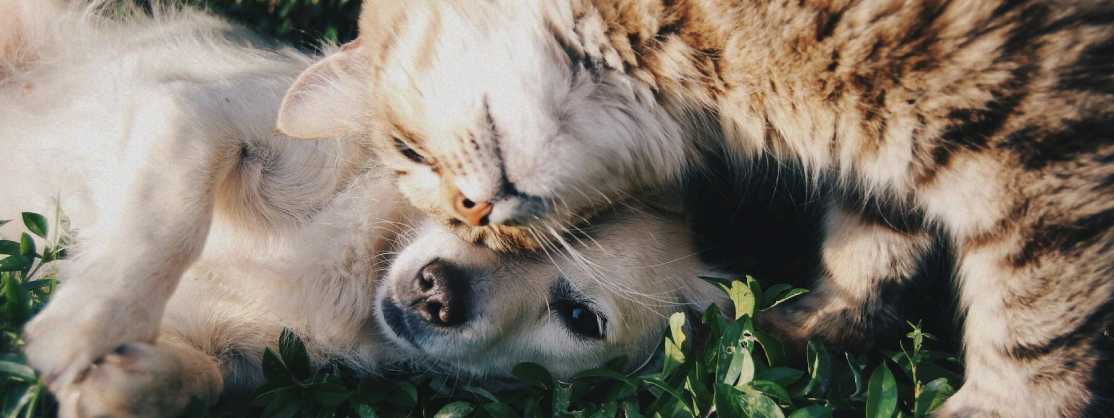 Banner contáctanos  gatos