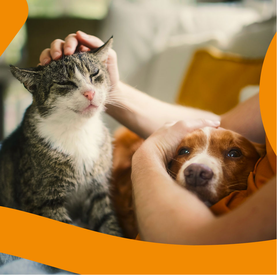 petlover-con-mascotas